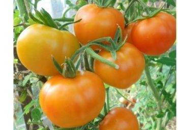 Сорт томата чудо рынка