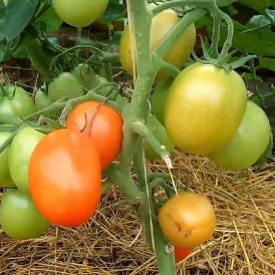 Интересные особенности томатов сорта видимо-невидимо