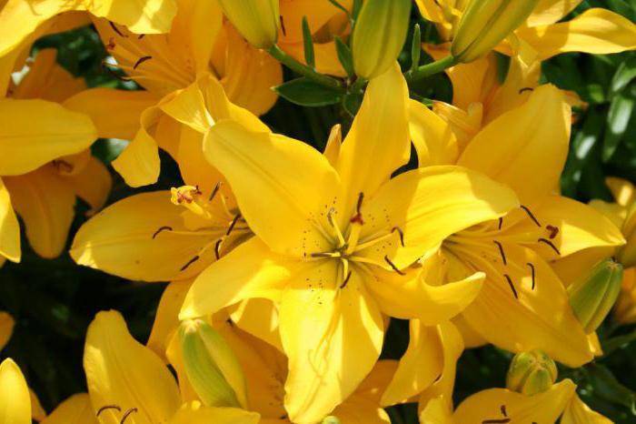 Правила посадка лилий весной в грунт: секреты бывалых цветоводов