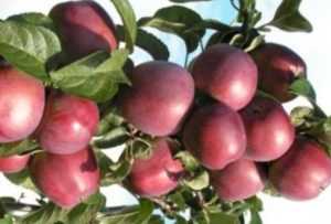 Яблоня свежесть: особенности сорта и ухода