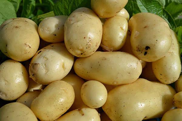 Картофель импала — описание сорта, фото, отзывы, посадка и уход