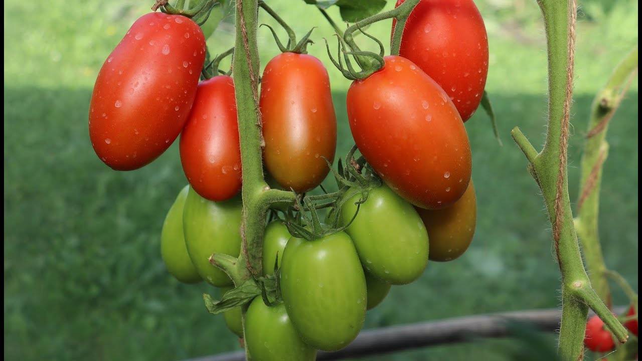 Описание и характеристики сорта томата Сэр Элиан, его урожайность
