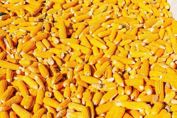 Посадка кукурузы семенами в открытый грунт