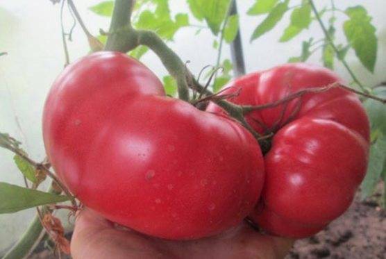 Малиновый: описание сорта томата, характеристики помидоров, посев