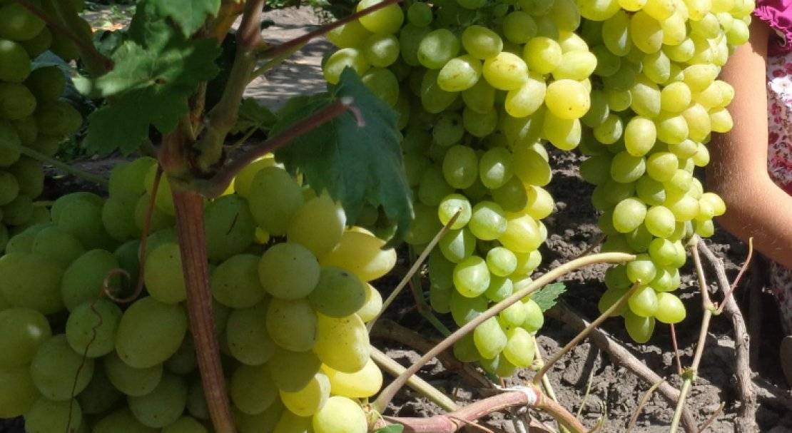 Виноград: краткий обзор лучших сортов для разных регионов