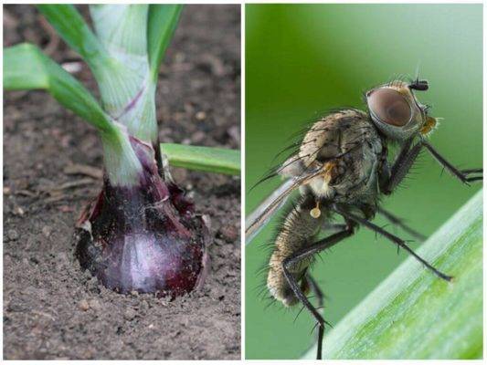 Эффективные способы борьбы с луковой мухой