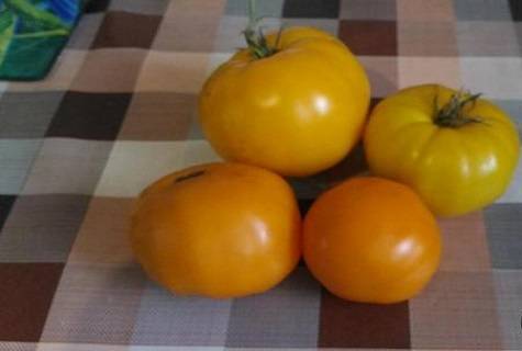 Уникальный томат для суровых условий: алтайский шедевр