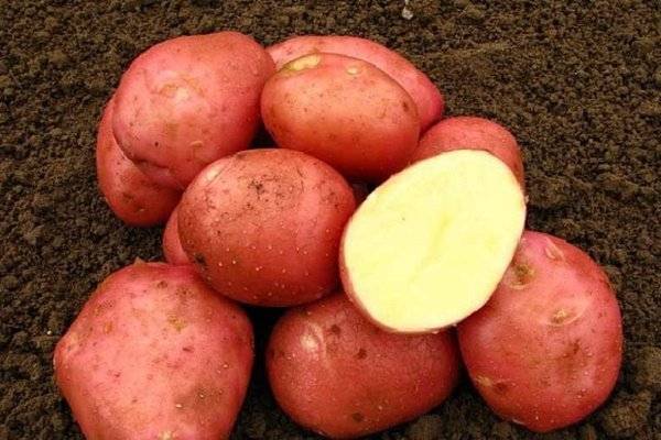 Описание сорта картофеля Розара, рекомендации по выращиванию и отзывы садоводов