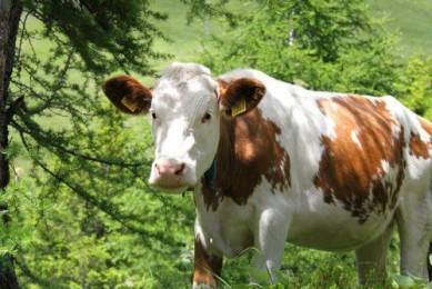Как лечить у коровы кашель