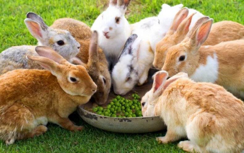 Можно ли давать горох кроликам и как правильно
