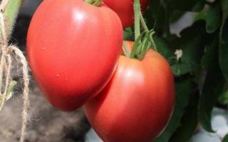 Характеристика и описание сорта томата Король Сибири, его урожайность