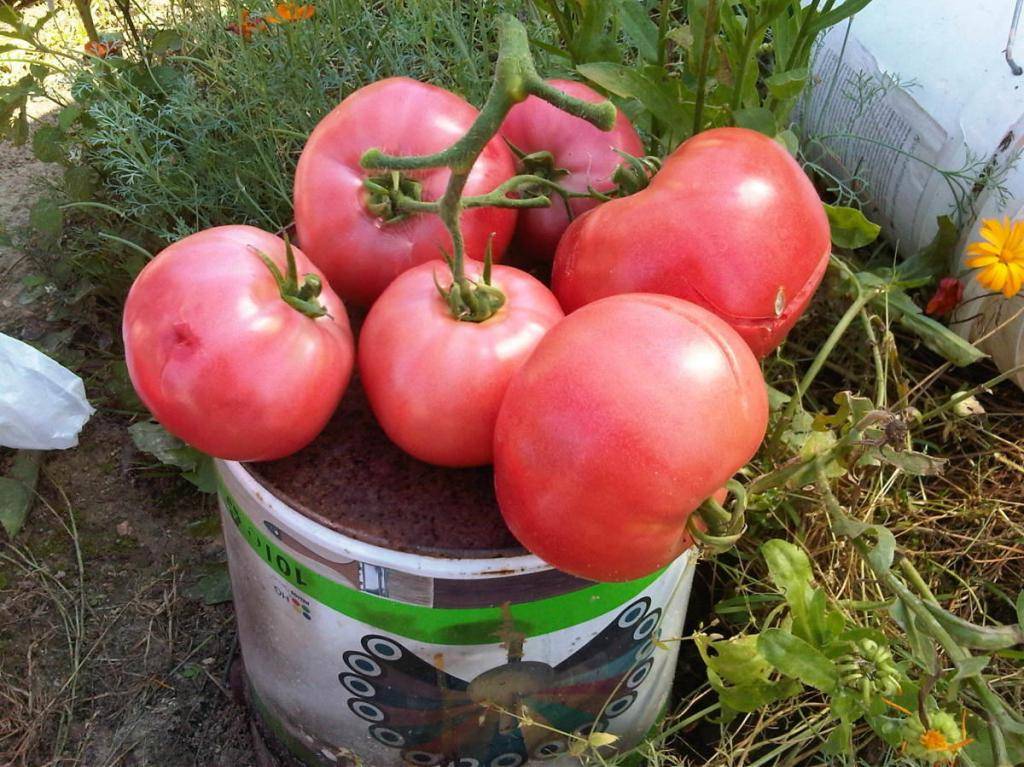 Сорт томатов «малиновка»: отзывы, описание, характеристика, урожайность, фото и видео