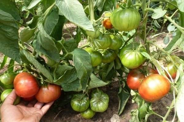 Хороший выбор для огородников: крупноплодный томат король ранних