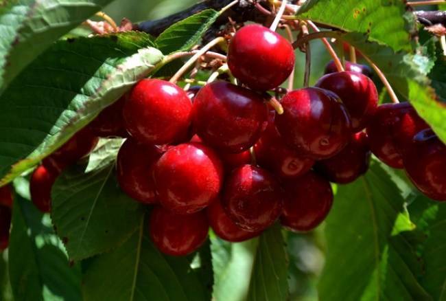 Описание и характеристики сорта вишни игрицкая, особенности выращивания и ухода