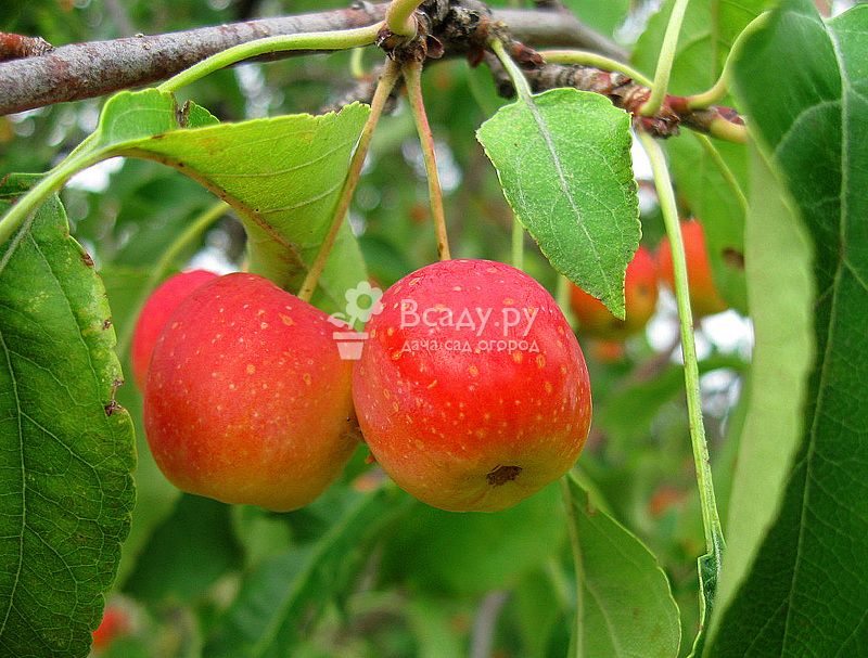 Сорта яблонь для сибири: описание и фото