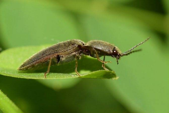 Меры борьбы с жуком-щелкуном и его личинкой проволочником на огороде