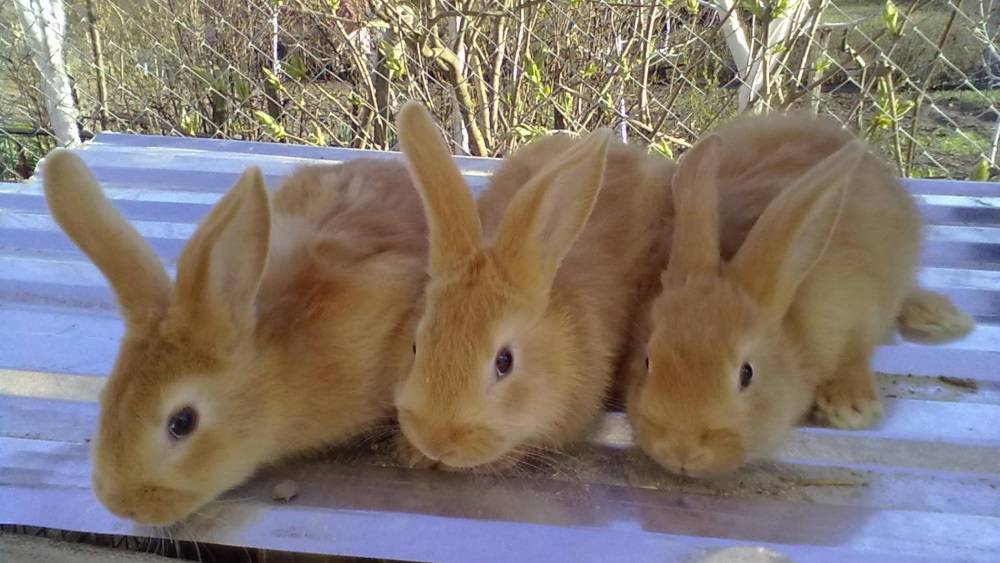 Ангорский кролик — что это за порода, сколько живет