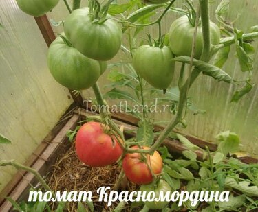 Сорт томата «тайфун» f1: характеристика и описание помидоров, урожайность, плюсы и минусы сорта