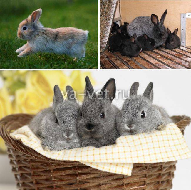 Чем лечить в домашних условиях понос у кроликов