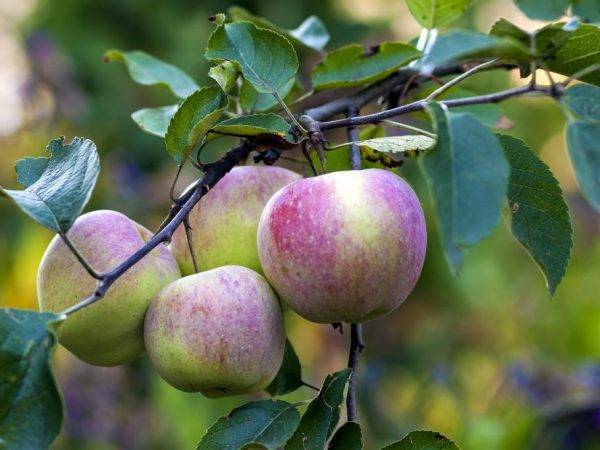 Скороплодная зимняя яблоня ароматное