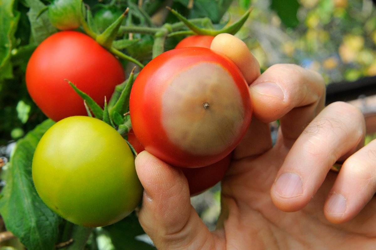 Секреты борьбы с вершинной гнилью помидор в теплице