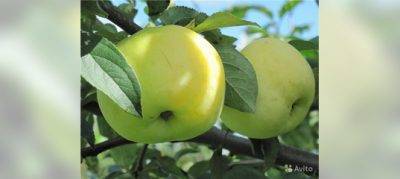 Прививка яблони на дичку свежими черенками