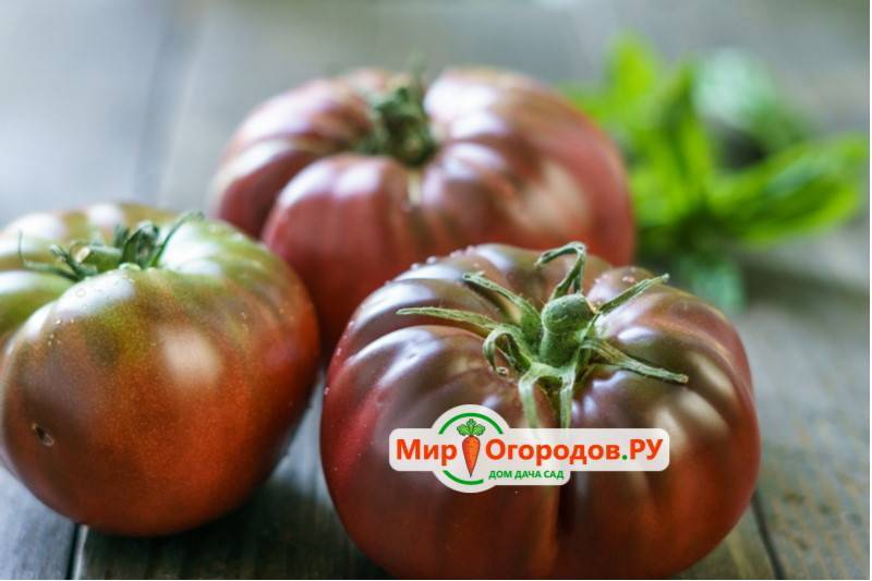 Помидор-гигант, размер плодов которого поражает воображение — выращиваем самостоятельно томат «чудо сада»