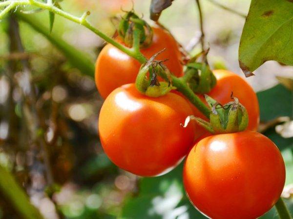 Яркий томат для консервирования – «оранжевая груша»: описание сорта, особенности выращивания