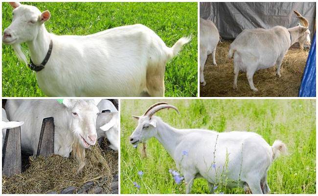 Описание и характеристика топ-5 мясных пород коз, правила их содержания