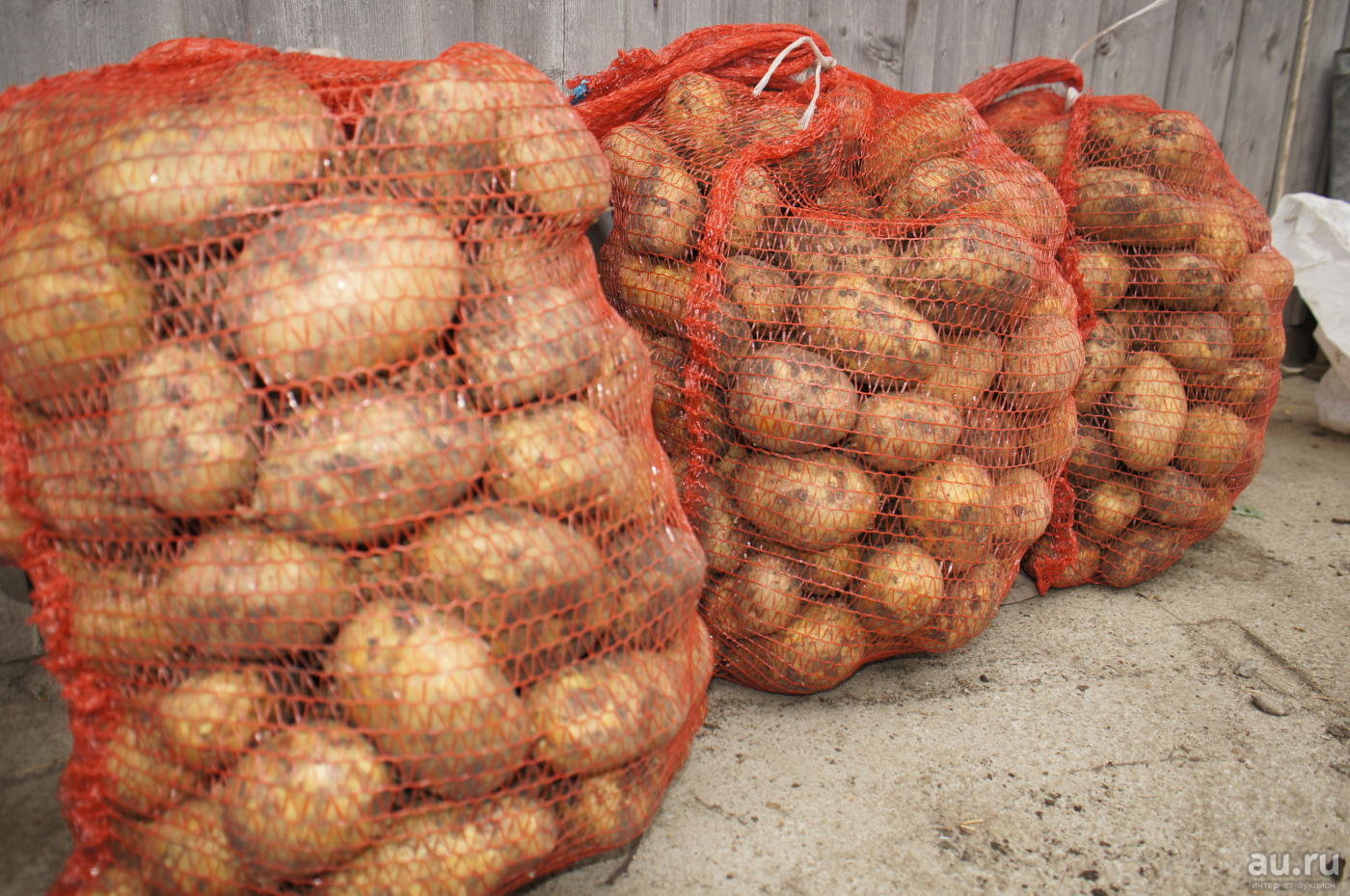 Губернаторский картофель «тулеевский» : описание сорта, фото, характеристика, особенности