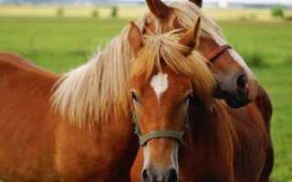 Осеменение лошадей: способы и их преимущества, беременность и роды, уход