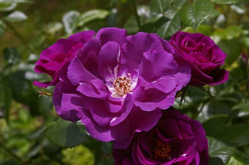 Роза флорибунда: посадка, уход, популярные сорта