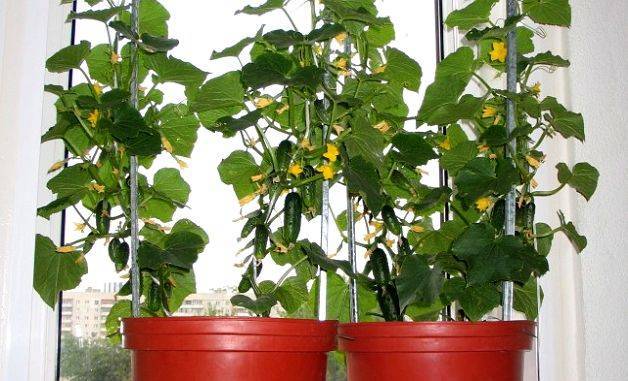 Как сажать, опылять и выращивать огурцы на балконе и подоконнике