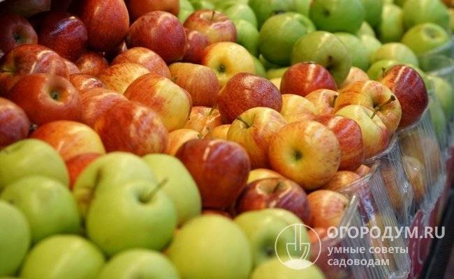 Описание сорта яблони россошанское вкусное (изумительное), выращивание и уход. изумительное яблоня изумительное