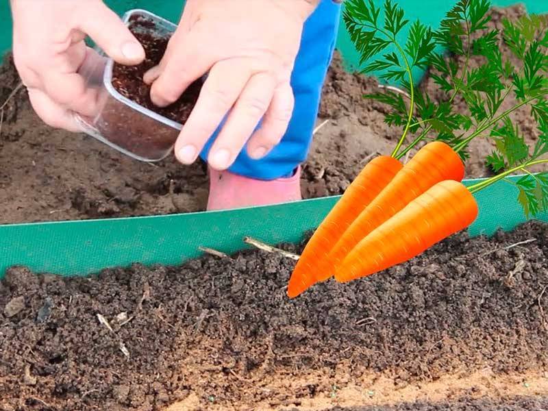 Какие принципы ухода за морковью после посадки следует соблюдать и как избежать ошибок?