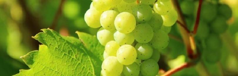 Чем опрыскивать виноград во время цветения от болезней и вредителей