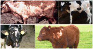 Методы лечения власоедов у коров