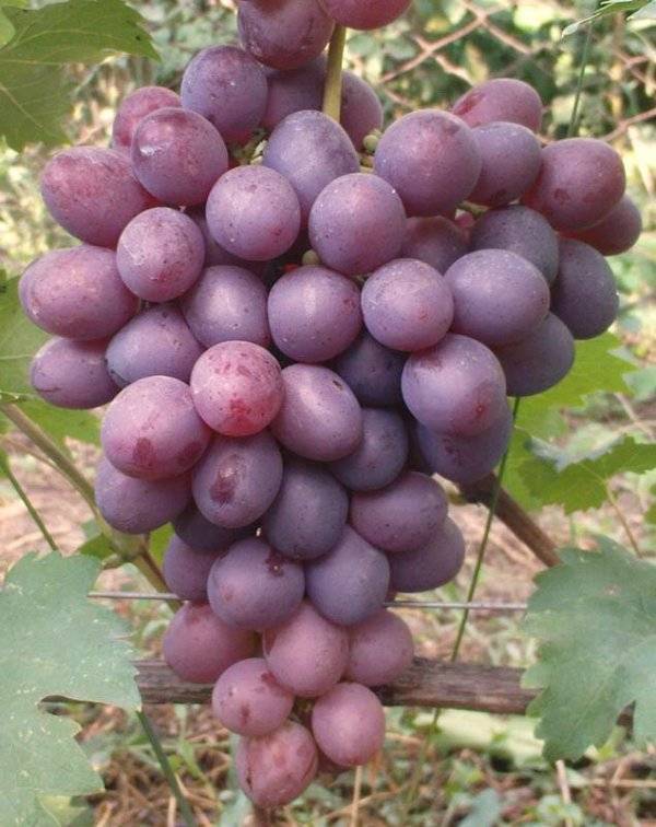 Садовый красавец с отличным вкусом — сорт винограда «низина»
