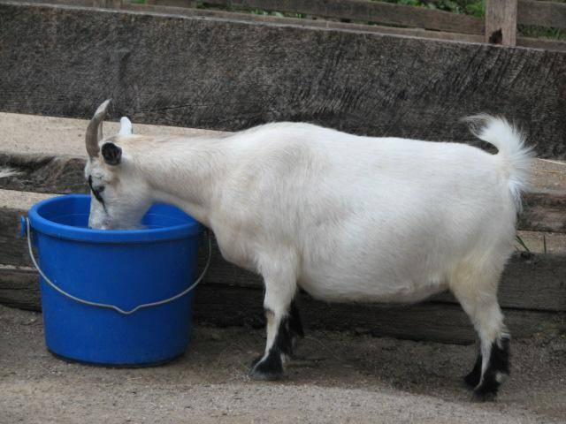 Чем после окота лучше кормить козу для прибавки молока, составление рациона