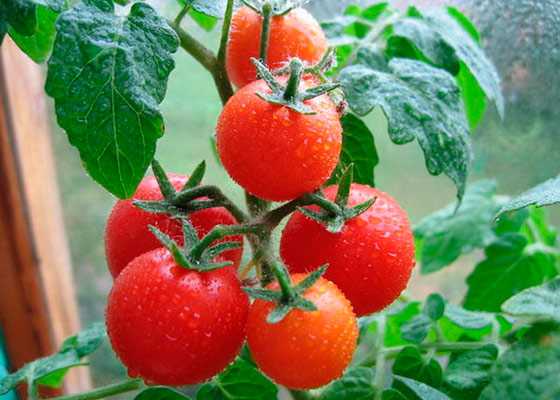 Самые популярные сорта помидоров для московской области