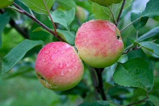 Характеристика сорта яблони орлинка: особенности посадки и уход