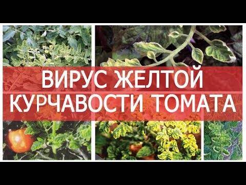 Болезни картофеля: фото, описание и лечение