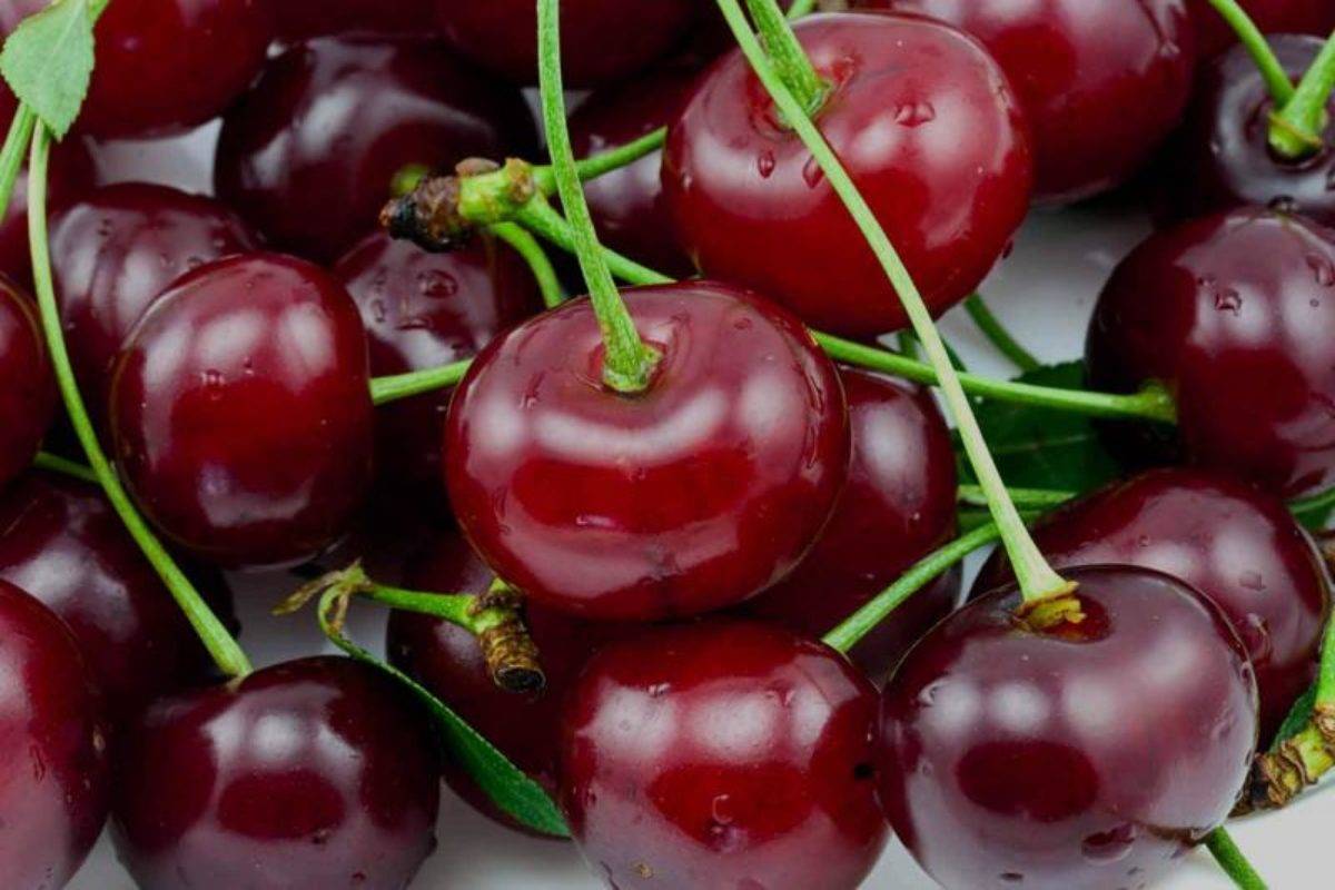 Сорт вишни чернокорка: описание и особенности ухода