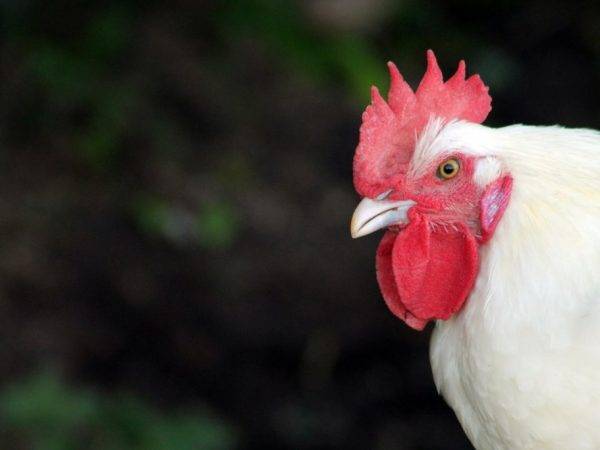 Продуктивные бресс гальские курицы:  характеристика, специфика разведения в домашних условиях