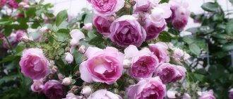 5 лучших сортов плетистых роз для сибири