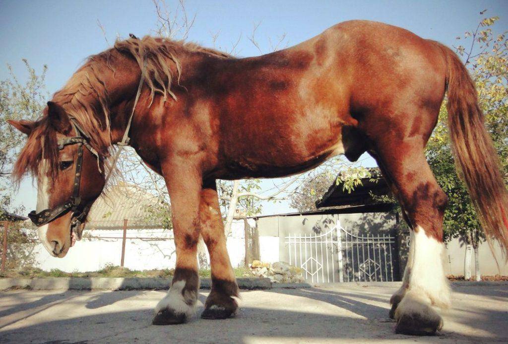 Русские породы лошадей: описание, список лучших и история разведения