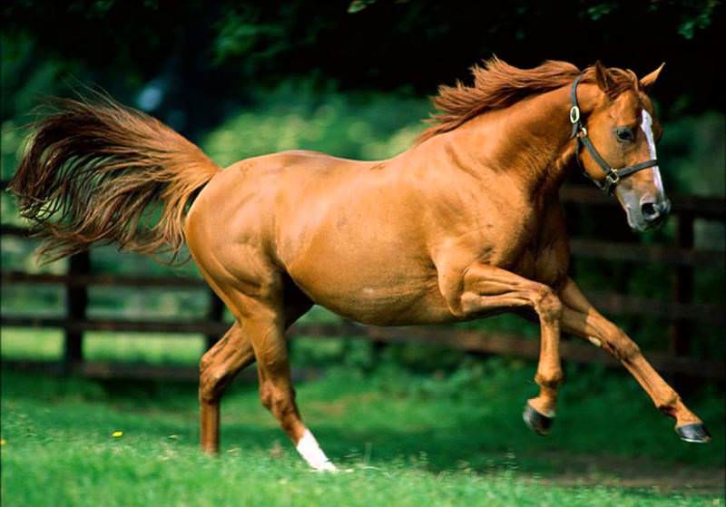 Каурый цвет лошадей — особенность и происхождение масти