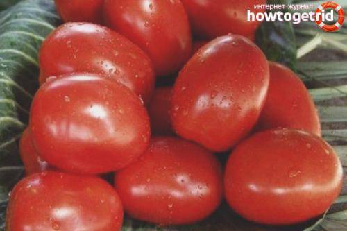 Характеристика сорта томатов «рио-гранде»