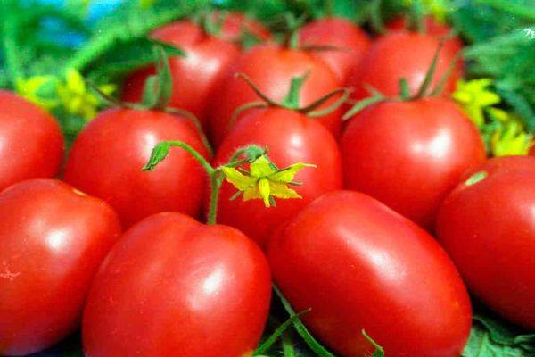 Описание томатов сорта царская ветка, правила их выращивания
