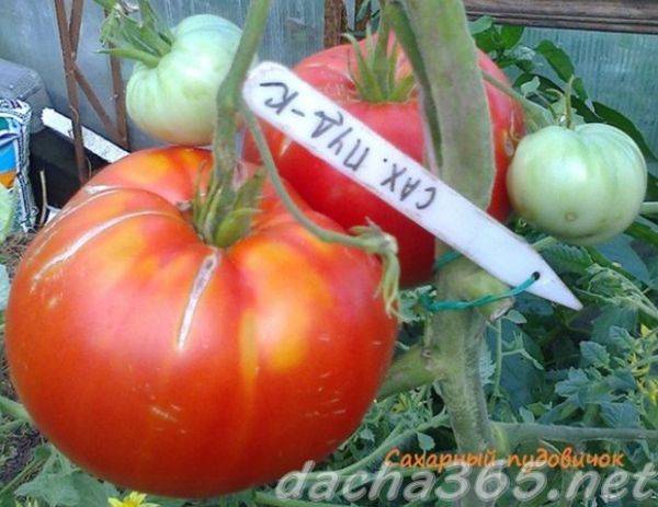 Характеристика и описание сорта томата Сахарный гигант, его урожайность